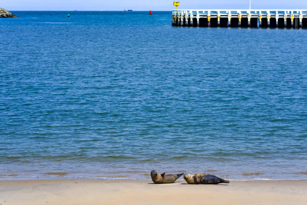 wilde zeehonden op een zandstrand bij de haven van Oostende